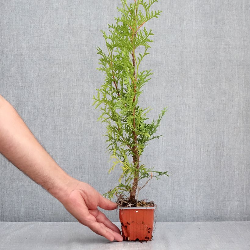 Esemplare di Thuja occidentalis Malonyana Aurea - Tuia occidentale Vasetto da 8/9 cm consegnato in estate