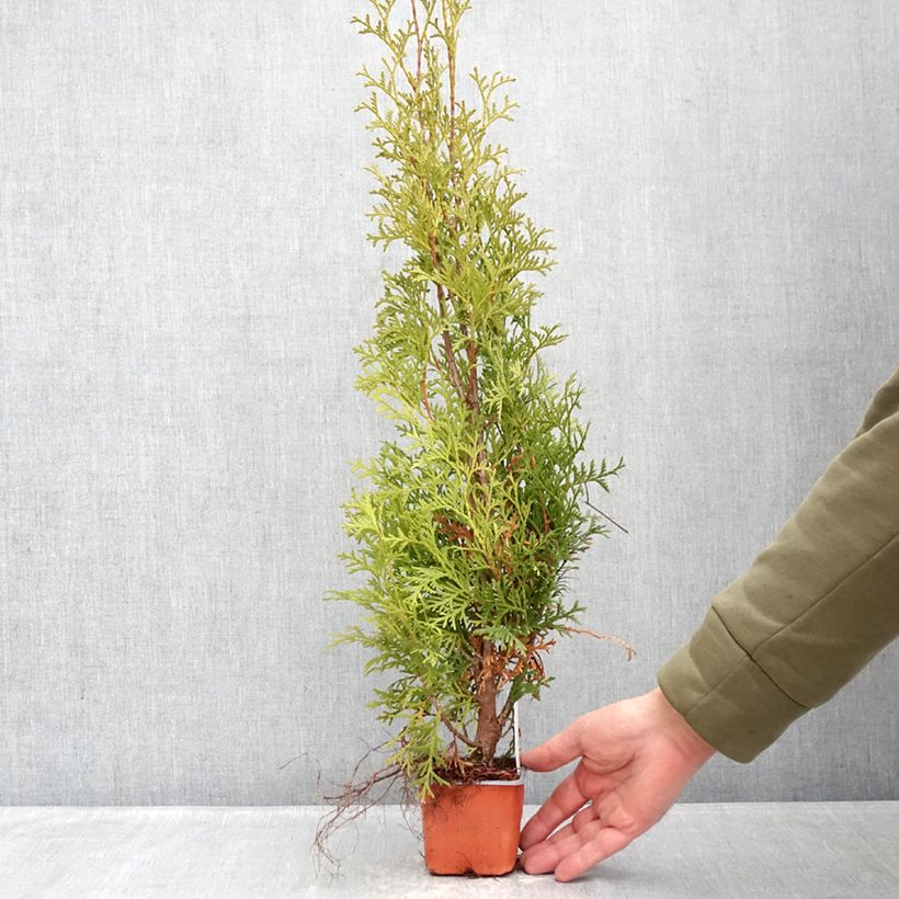Thuja occidentalis Malonyana Aurea - Tuia occidentale Vasetto da 8/9 cm esemplare consegnato in inverno