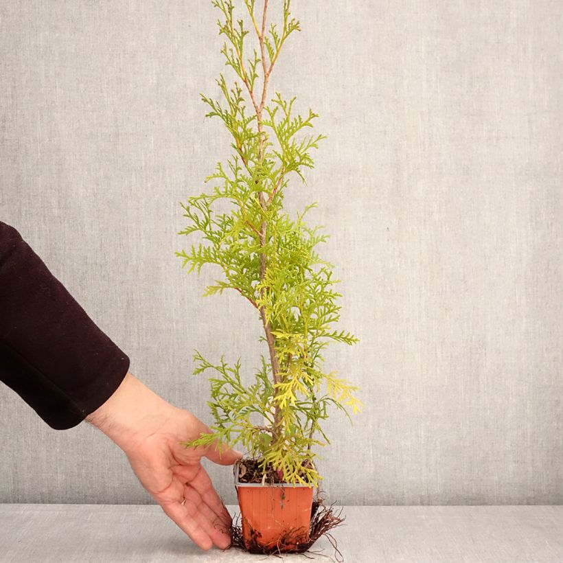 Thuja occidentalis Malonyana Aurea - Tuia occidentale Vasetto da 8/9 cm esemplare consegnato in primavera