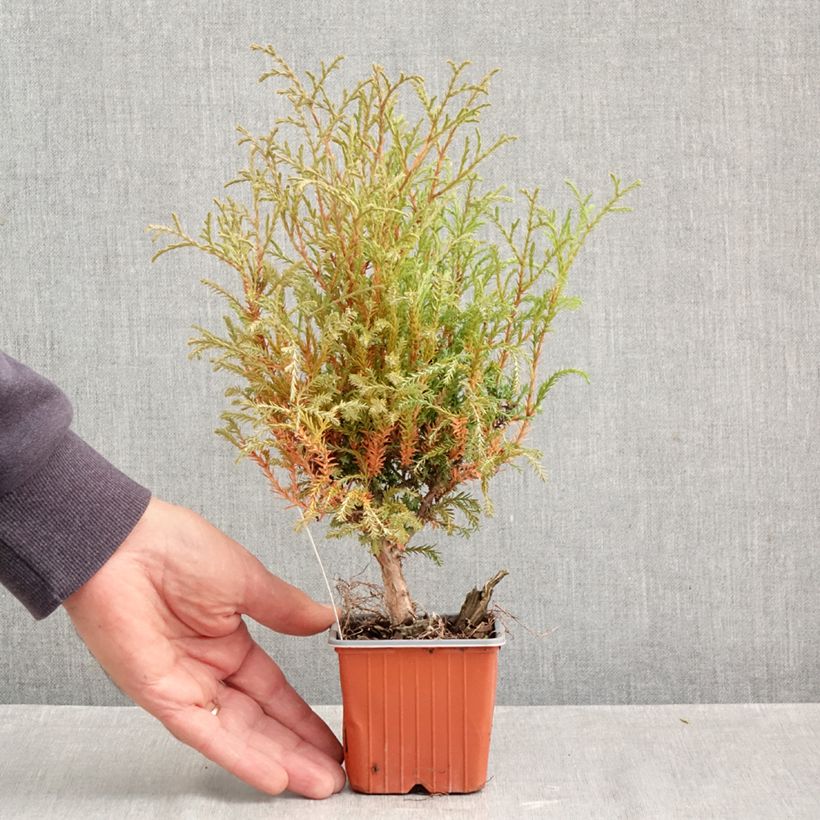 Esemplare di Thuja occidentalis Mr Bowling Ball - Tuia occidentale Vasetto da 8/9 cm come consegnato in autunno