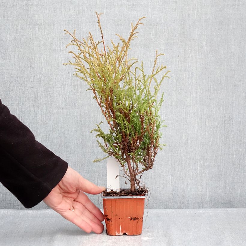 Thuja occidentalis Mr Bowling Ball - Tuia occidentale Vasetto da 8/9 cm esemplare consegnato in inverno