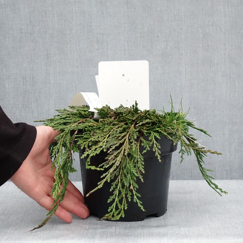 Thuja occidentalis Pancake Concesarini - Tuia occidentale Vaso da 2L/3L esemplare consegnato in inverno