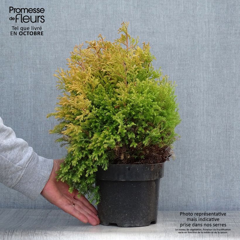 Esemplare di Thuja occidentalis Rheingold - Tuia occidentale Vaso da 2L/3L come consegnato in autunno