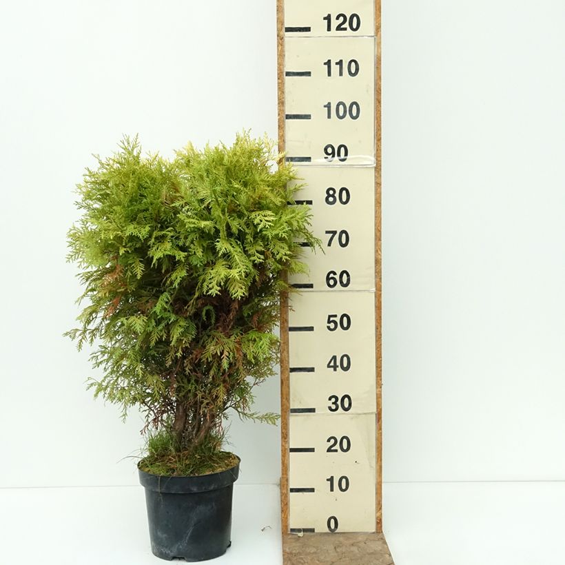 Esemplare di Thuja occidentalis Selena - Tuia occidentale Vaso da 7,5L/10L come consegnato in autunno