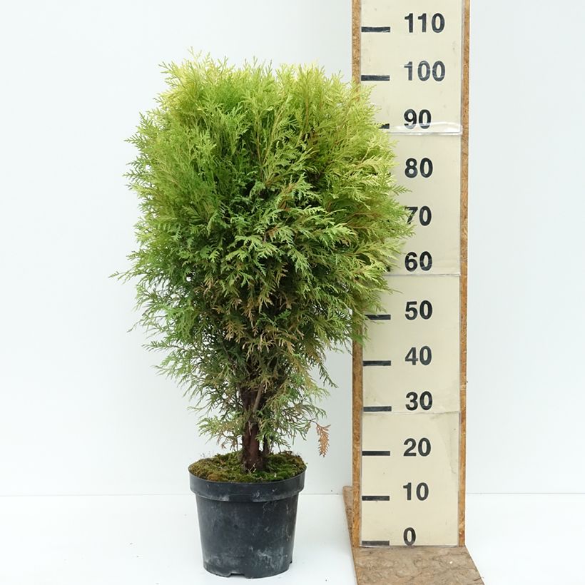 Esemplare di Thuja occidentalis Selena - Tuia occidentale Vaso da 7,5L/10L consegnato in estate