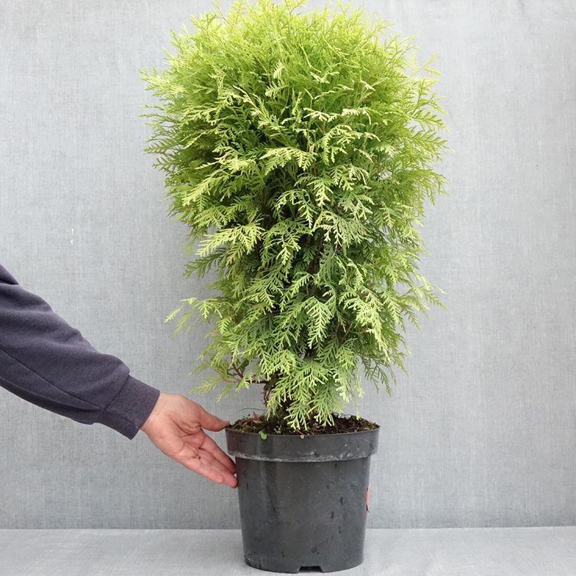 Thuja occidentalis Selena - Tuia occidentale Vaso da 7,5L/10L esemplare consegnato in primavera