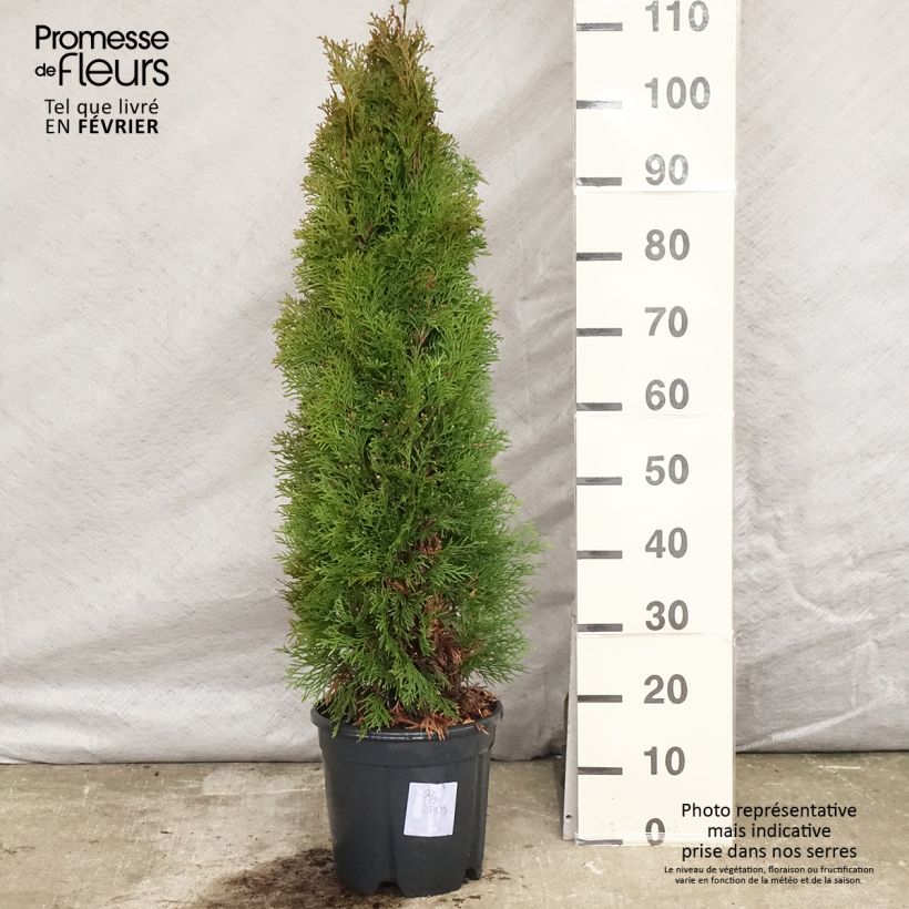 Thuja occidentalis Smaragd - Tuia occidentale Vaso da 7,5L/10L esemplare consegnato in inverno