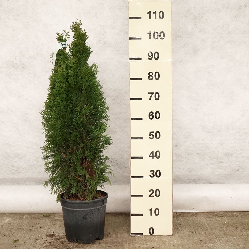Thuja occidentalis Smaragd - Tuia occidentale Vaso da 7,5L/10L esemplare consegnato in primavera