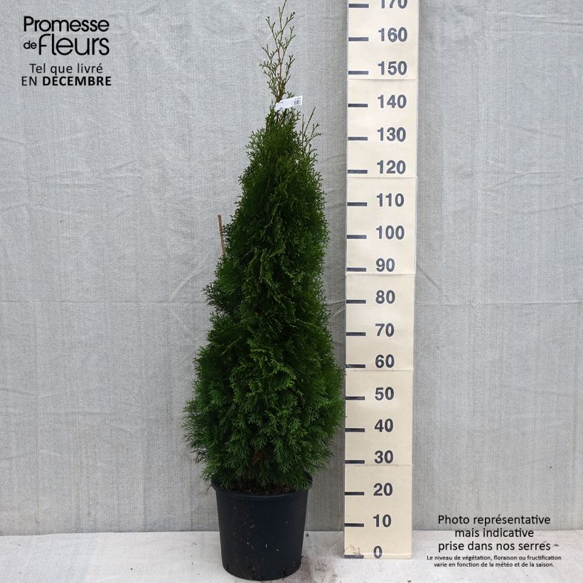 Esemplare di Thuja occidentalis Smaragd - Tuia occidentale Vaso da 12L/15L come consegnato in autunno