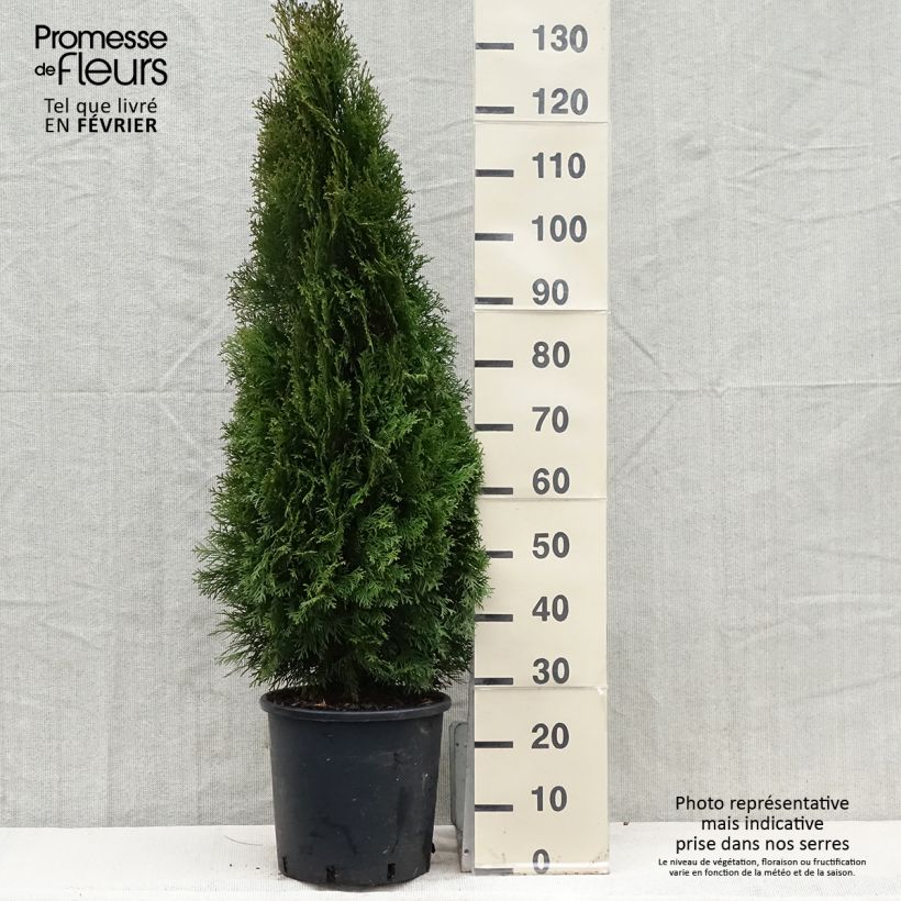 Thuja occidentalis Smaragd - Tuia occidentale Vaso da 12L/15L esemplare consegnato in inverno