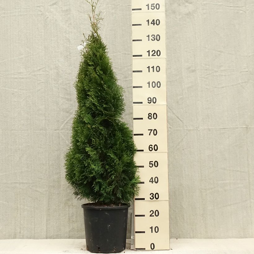 Thuja occidentalis Smaragd - Tuia occidentale Vaso da 12L/15L esemplare consegnato in primavera