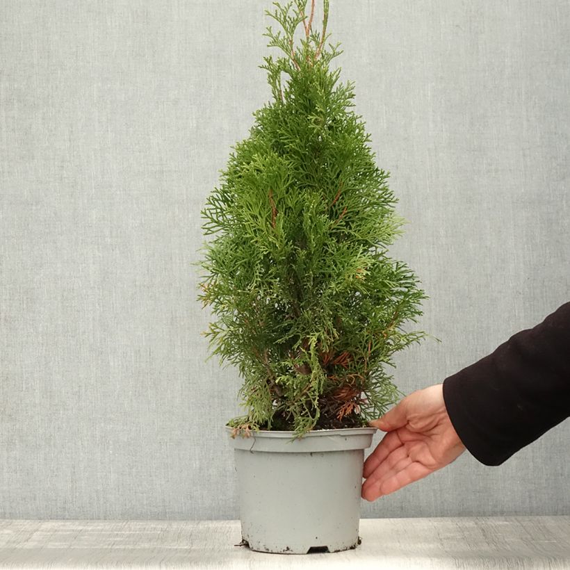 Esemplare di Thuja occidentalis Smaragd - Tuia occidentale Vaso da 3L/4L come consegnato in autunno