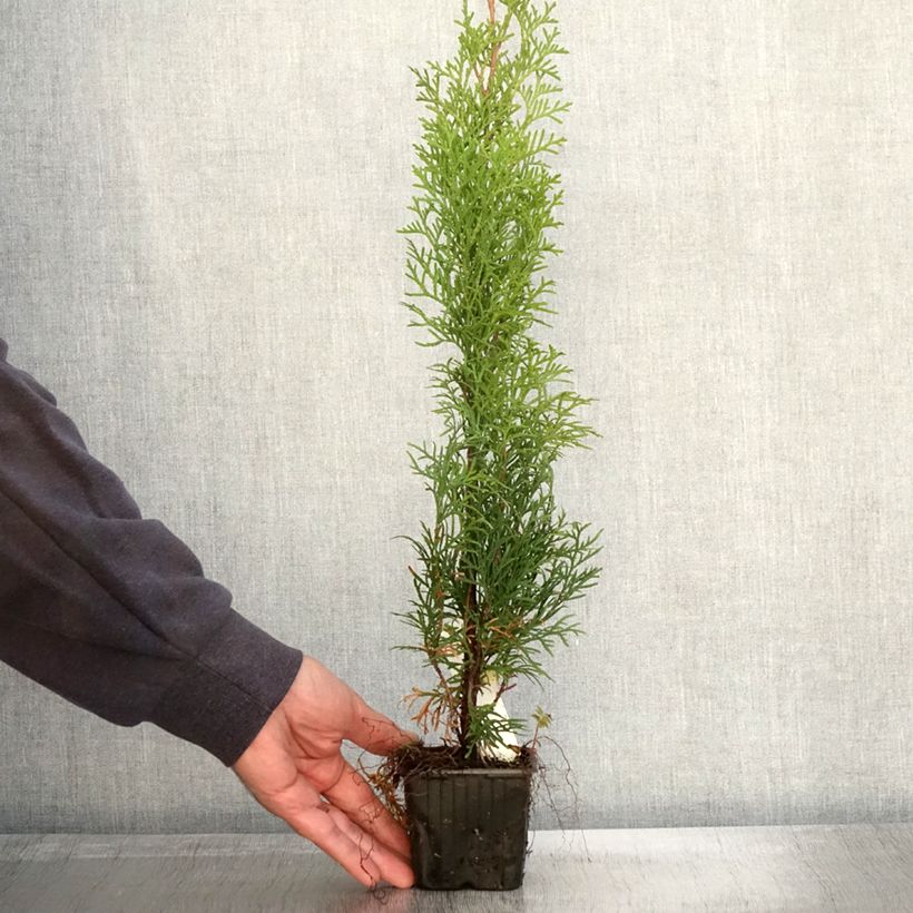 Esemplare di Thuja occidentalis Smaragd - Tuia occidentale Vasetto da 8/9 cm come consegnato in autunno