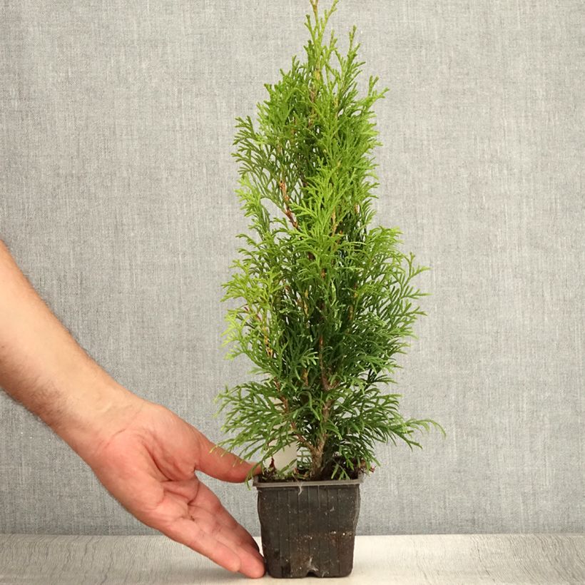 Esemplare di Thuja occidentalis Smaragd - Tuia occidentale Vasetto da 8/9 cm consegnato in estate