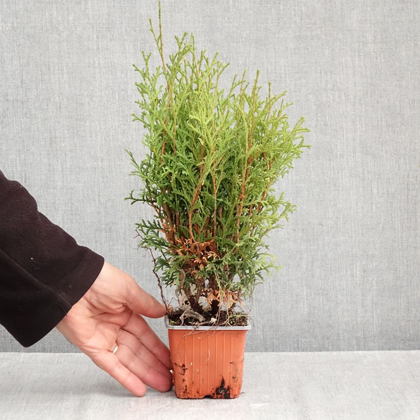 Esemplare di Thuja occidentalis Tiny Tim - Tuia occidentale Vasetto da 8/9 cm come consegnato in autunno