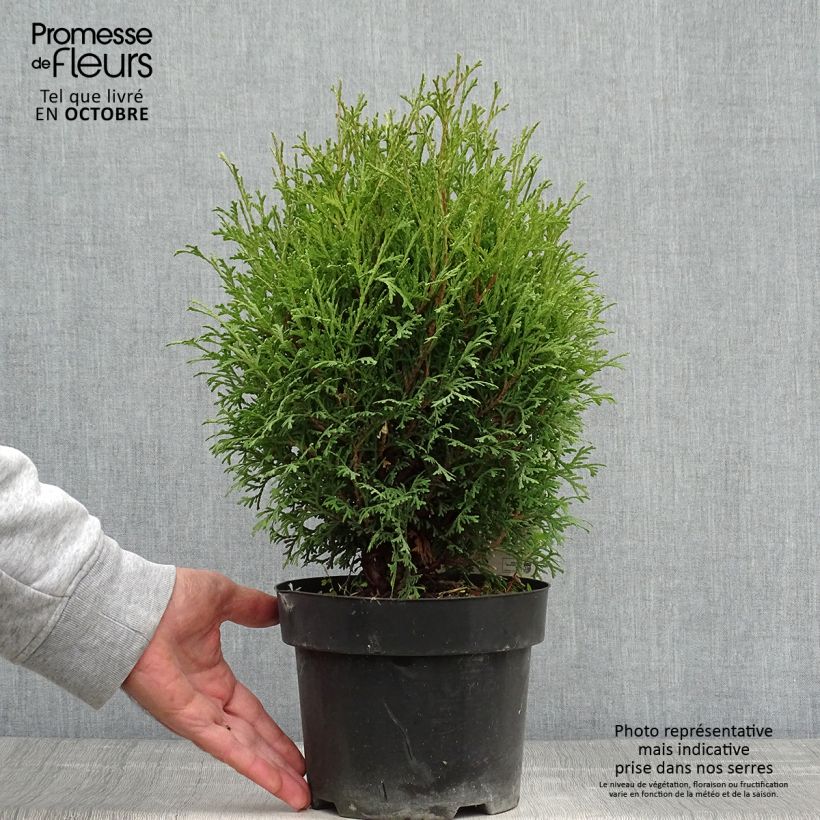 Esemplare di Thuja occidentalis Tiny Tim - Tuia occidentale Vaso da 2L/3L come consegnato in autunno