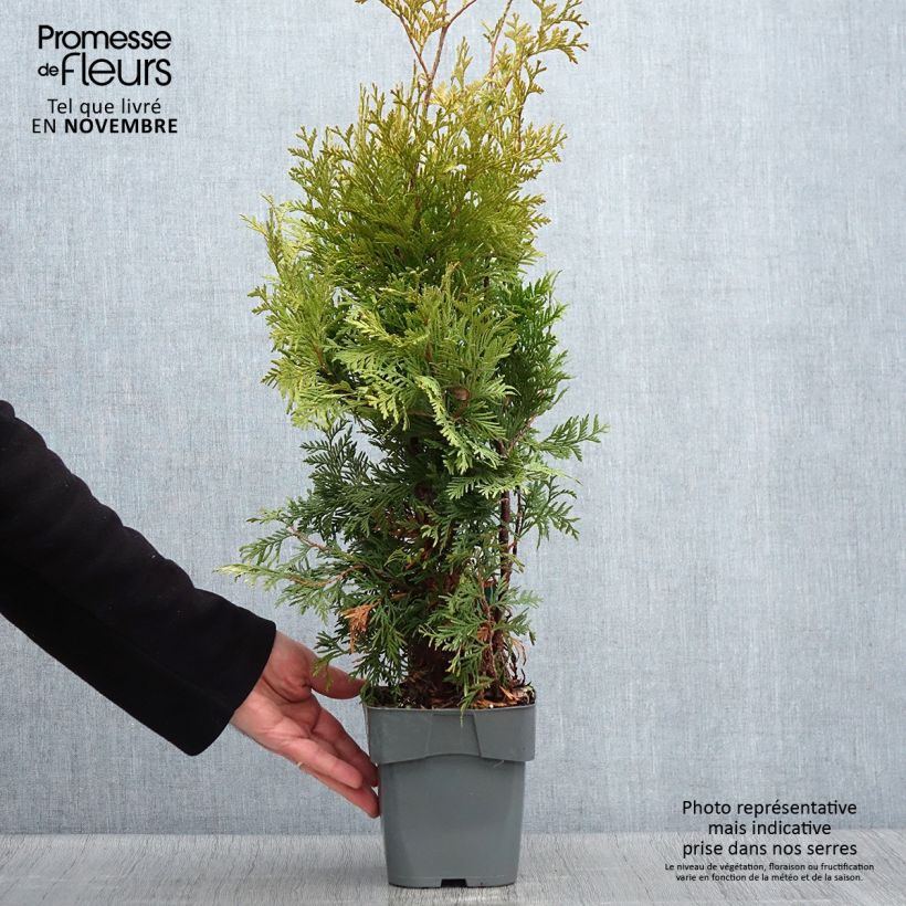 Esemplare di Thuja occidentalis Yellow Ribbon - Tuia occidentale Vaso da 2L/3L come consegnato in autunno