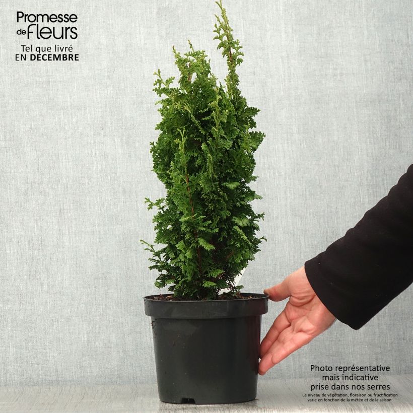 Esemplare di Thuja occidentalis Zmatlik - Tuia occidentale Vaso da 3L/4L come consegnato in autunno