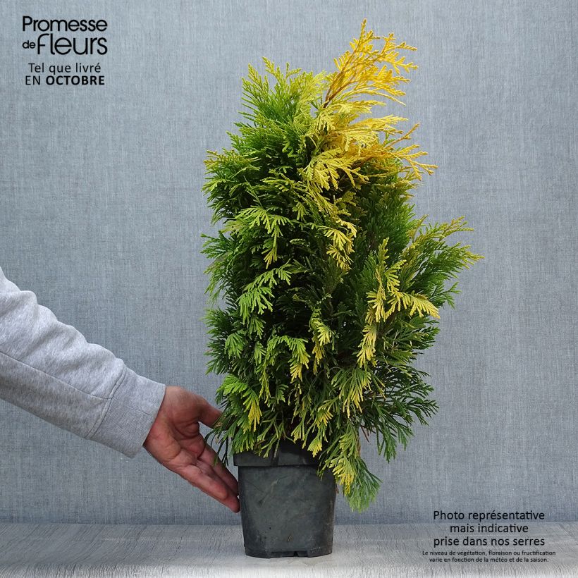 Esemplare di Thuja plicata 4 Ever Goldy - Tuia plicata Vaso da 2L/3L come consegnato in autunno