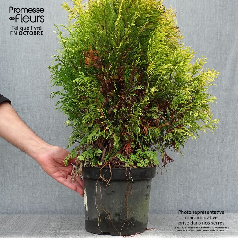 Esemplare di Thuja plicata 4 Ever Goldy - Tuia plicata Vaso da 6L/7L come consegnato in autunno
