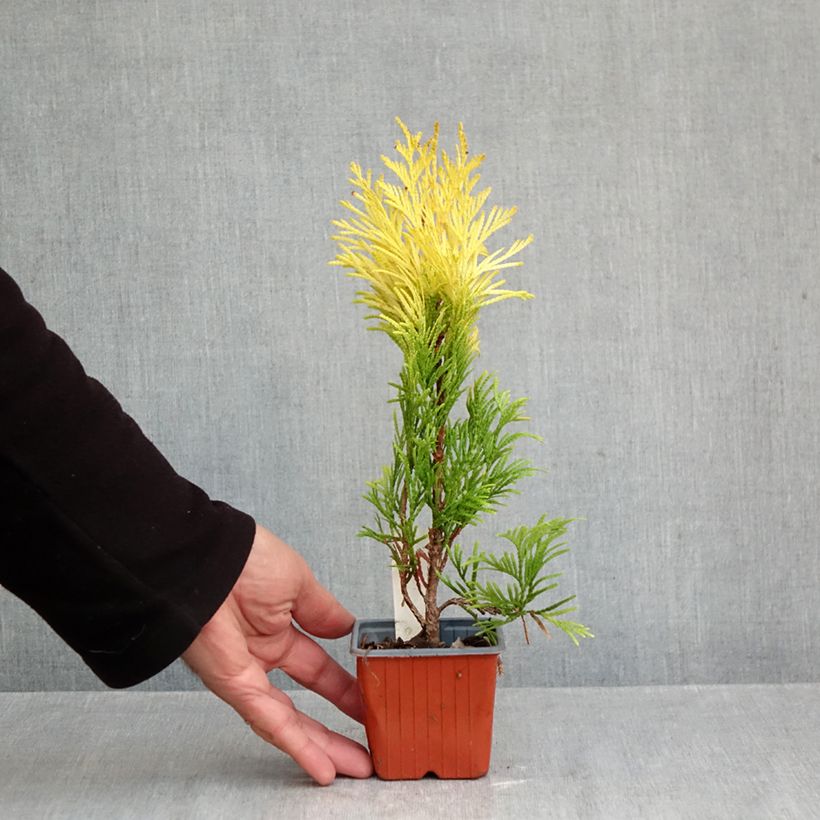 Esemplare di Thuja plicata 4 Ever Goldy - Tuia plicata Vasetto da 8/9 cm come consegnato in autunno