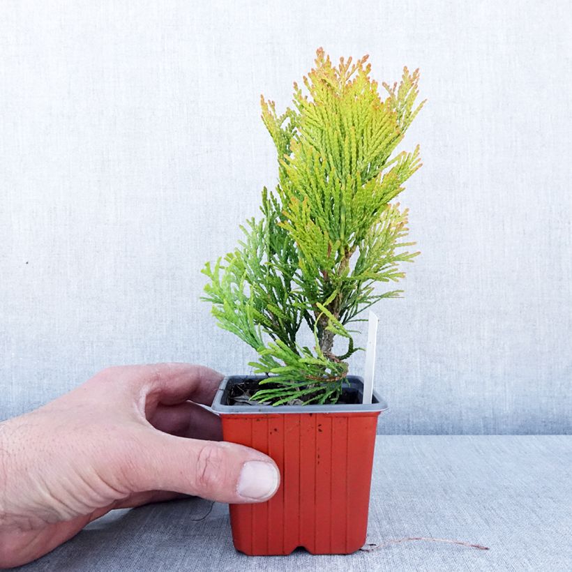 Thuja plicata 4 Ever Goldy - Tuia plicata Vasetto da 8/9 cm esemplare consegnato in primavera