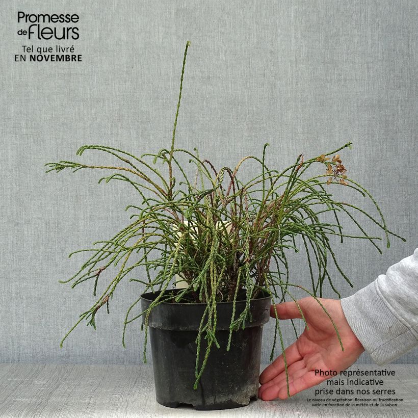 Esemplare di Thuja plicata Whipcord - Tuia plicata Vaso da 3L/4L come consegnato in autunno