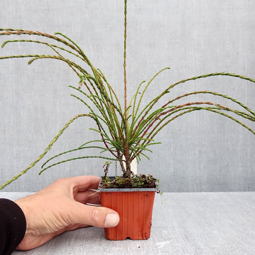 Esemplare di Thuja plicata Whipcord - Tuia plicata Vasetto da 8/9 cm come consegnato in autunno