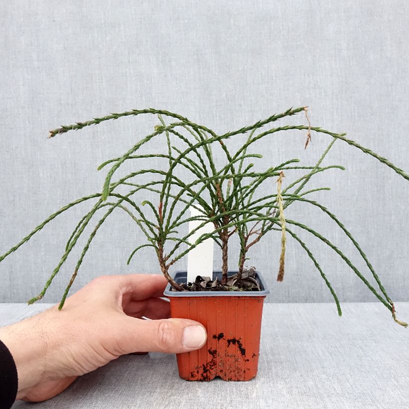 Thuja plicata Whipcord - Tuia plicata Vasetto da 8/9 cm esemplare consegnato in primavera