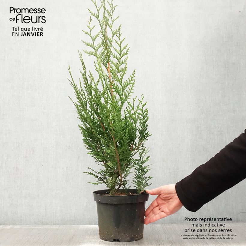 Thuja plicata Atrovirens - Tuia plicata Vaso da 4L/5L esemplare consegnato in inverno