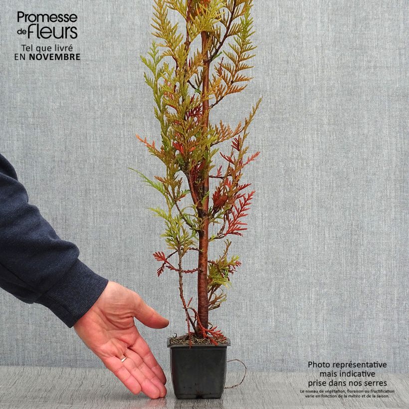 Esemplare di Thuja plicata Atrovirens - Tuia plicata Vasetto da 8/9 cm come consegnato in autunno