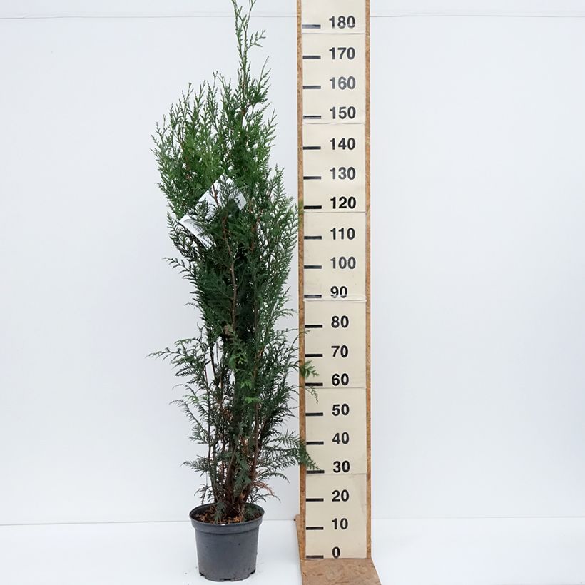 Esemplare di Thuja plicata Atrovirens - Tuia plicata Vaso da 6L/7L come consegnato in autunno