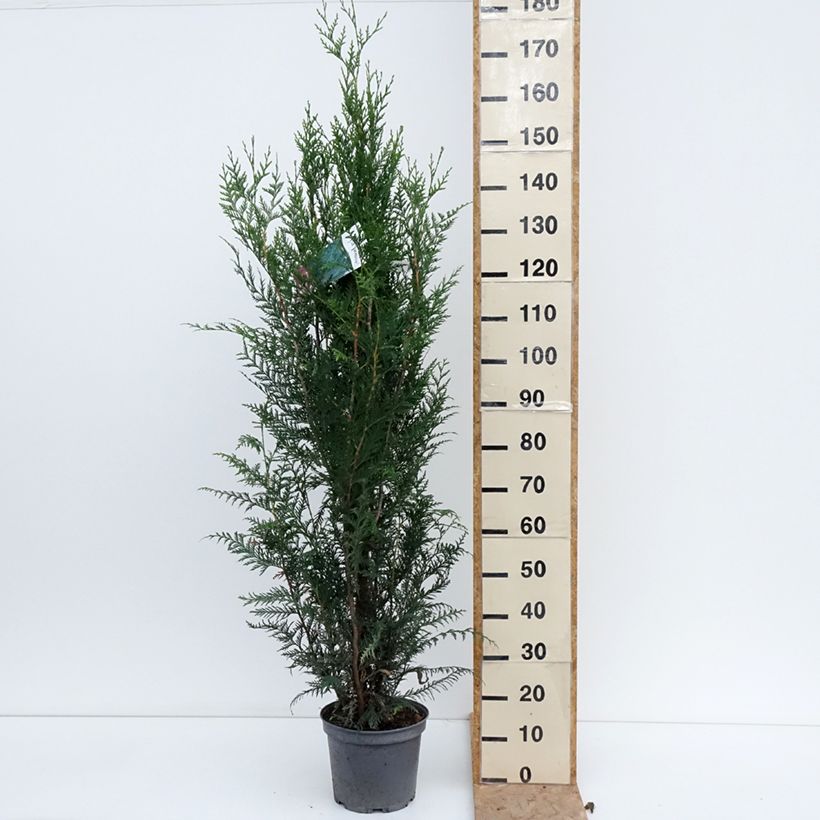 Esemplare di Thuja plicata Atrovirens - Tuia plicata Vaso da 6L/7L consegnato in estate