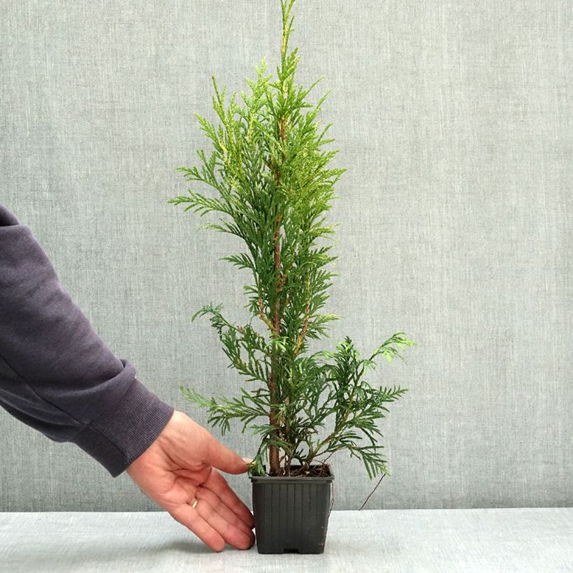 Esemplare di Thuya pour haie Zebrina - Thuja plicata  Godet de 8/9 cm consegnato in estate