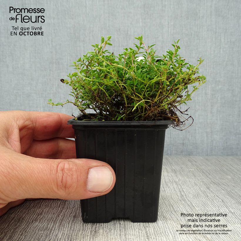 Esemplare di Thymus x citriodorus Bertram Anderson - Timo limone Vasetto da 8/9 cm come consegnato in autunno