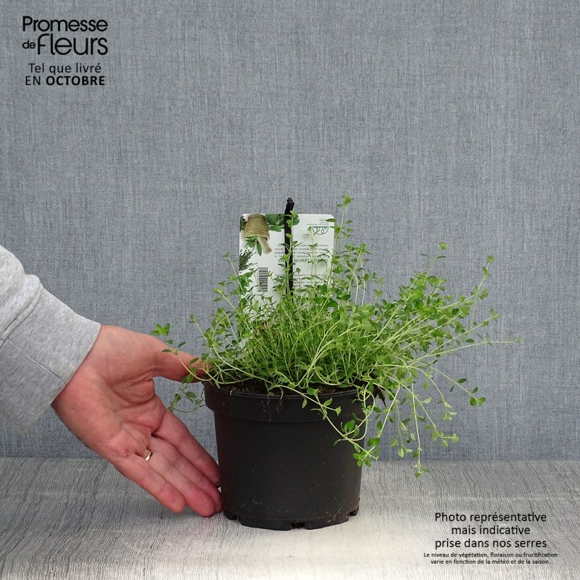 Esemplare di Thymus x citriodorus Bertram Anderson - Timo limone Vaso da 1,5L/2L come consegnato in autunno