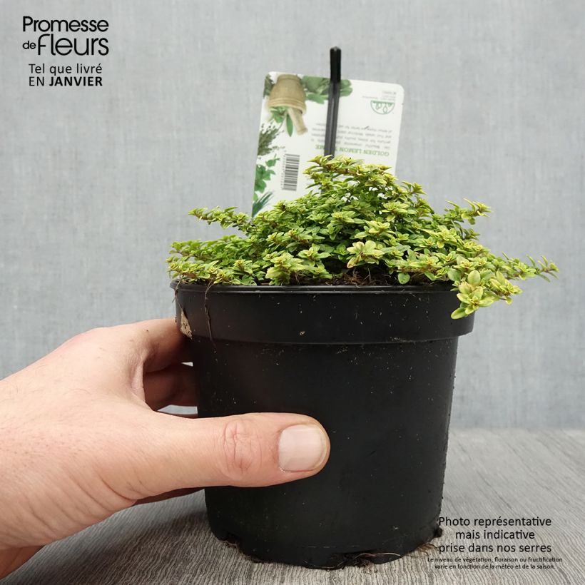 Thymus x citriodorus Bertram Anderson - Timo limone Vaso da 1,5L/2L esemplare consegnato in inverno