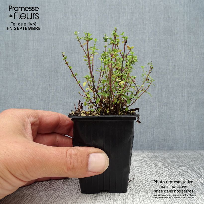 Esemplare di Thymus x citriodorus - Timo limone Vasetto da 8/9 cm come consegnato in autunno