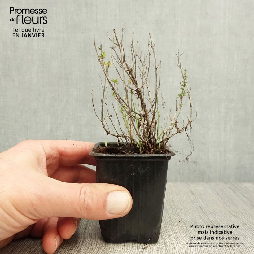 Thymus x citriodorus - Timo limone Vasetto da 8/9 cm esemplare consegnato in inverno