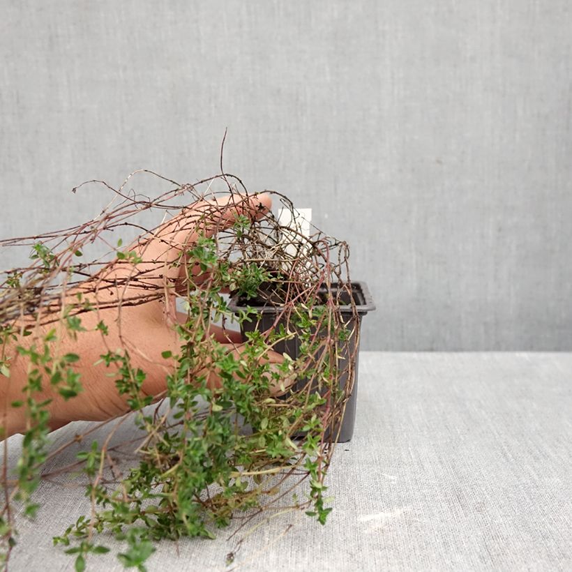 Esemplare di Thymus citriodorus Lammefjord - Timo limone Vasetto da 8/9 cm come consegnato in autunno