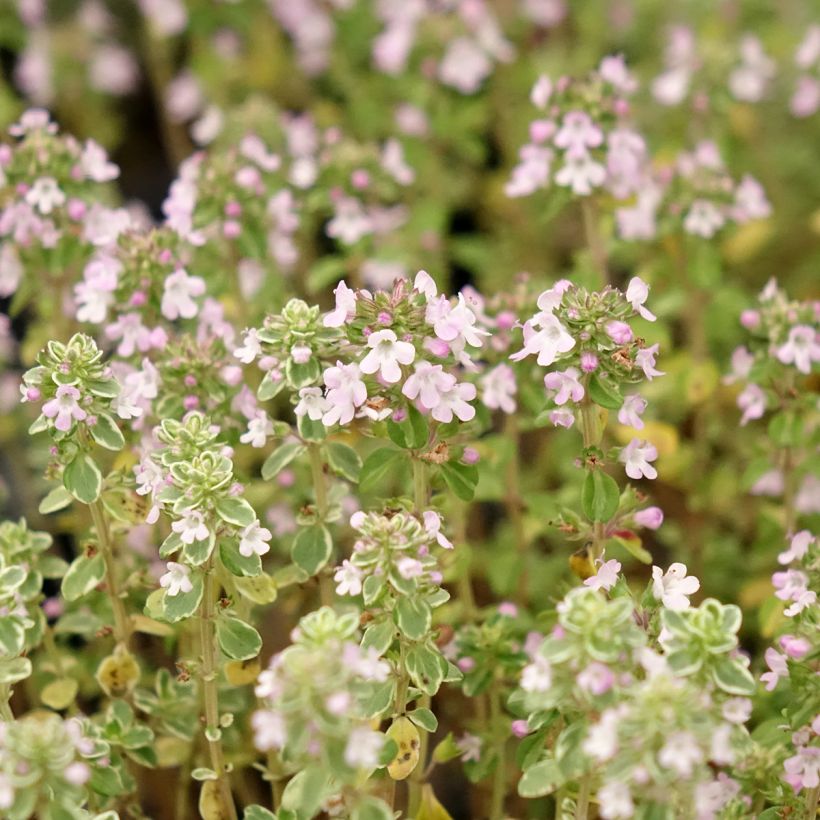 Thymus x citriodorus Silver Queen - Timo limone pennacchio (Fioritura)