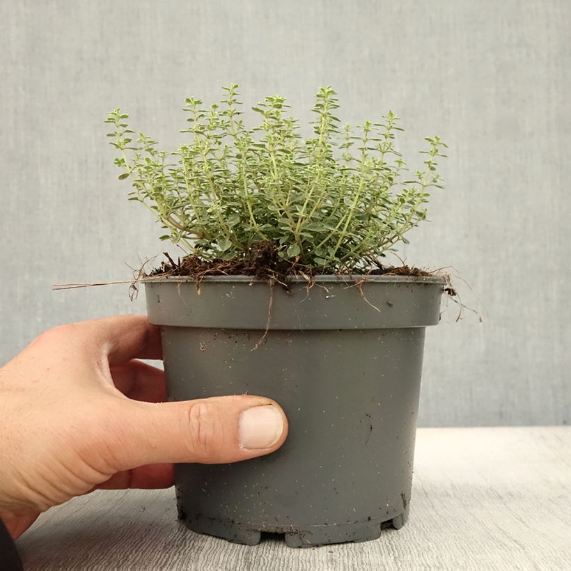 Esemplare di Thymus x citriodorus Silver Queen - Timo limone pennacchio Vaso da 1,5L/2L come consegnato in autunno