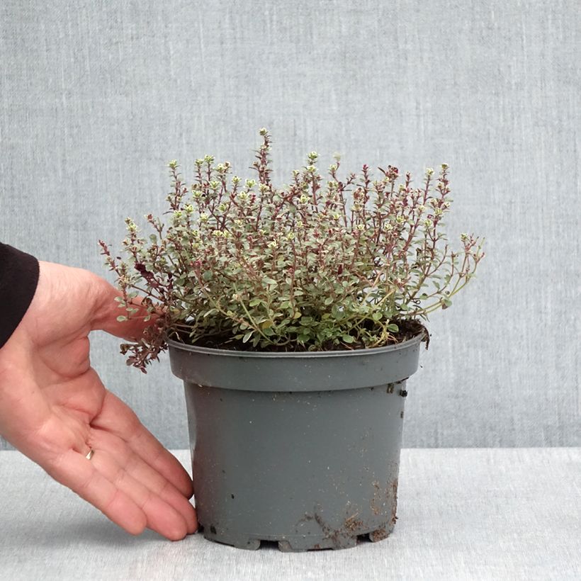 Thymus x citriodorus Silver Queen - Timo limone pennacchio Vaso da 1,5L/2L esemplare consegnato in primavera