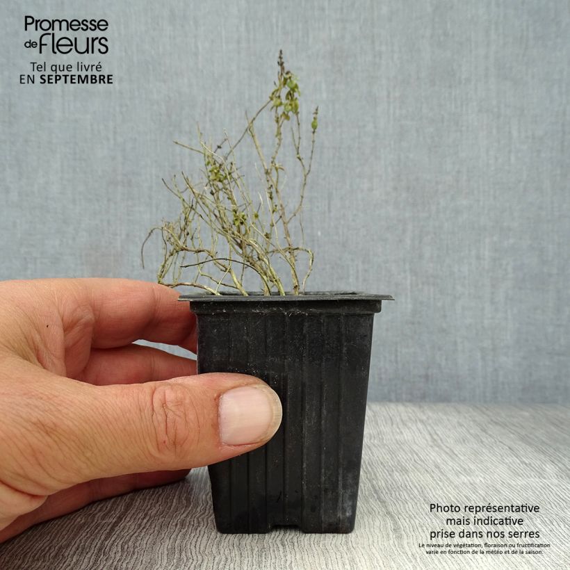 Esemplare di Thymus x citriodorus variegated - Timo limone pennacchio Vasetto da 7/8 cm come consegnato in autunno