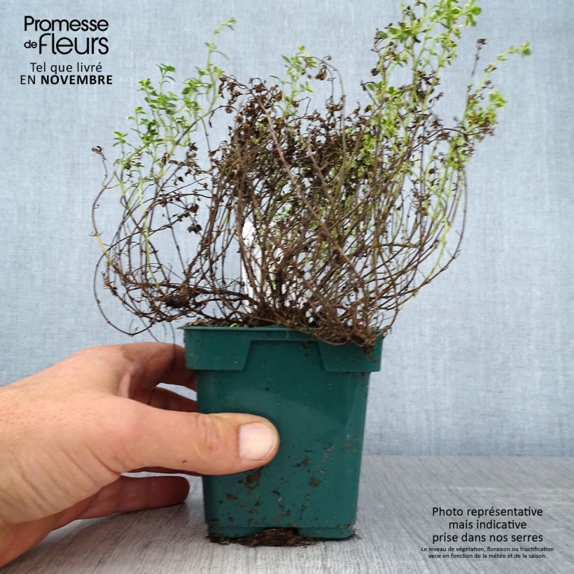 Esemplare di Thymus vulgaris Gold - Timo Vaso da Ø 10 cm/11 cm come consegnato in autunno