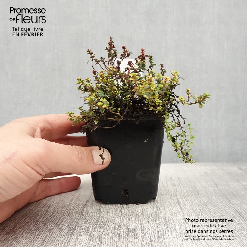 Thymus x citriodorus Doone Valley - Timo limone Vasetto da 8/9 cm esemplare consegnato in inverno