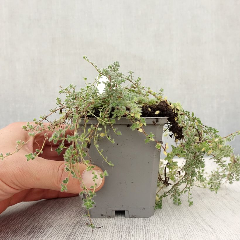 Esemplare di Thymus pseudolanuginosus (in vasetto) - Timo Vasetto da 8/9 cm come consegnato in autunno