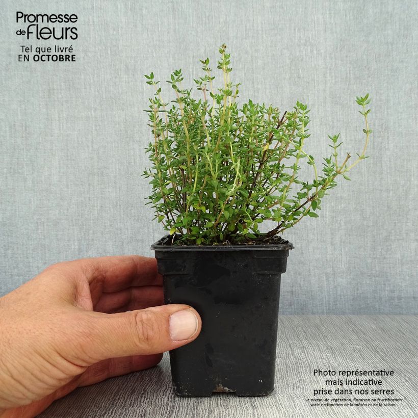 Esemplare di Thymus officinalis Bio - Timo Vasetto da 8/9 cm come consegnato in autunno