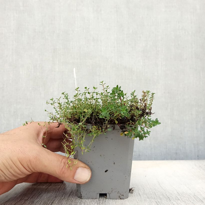 Esemplare di Thymus praecox Coccineus - Timo precoce Vasetto da 8/9 cm come consegnato in autunno