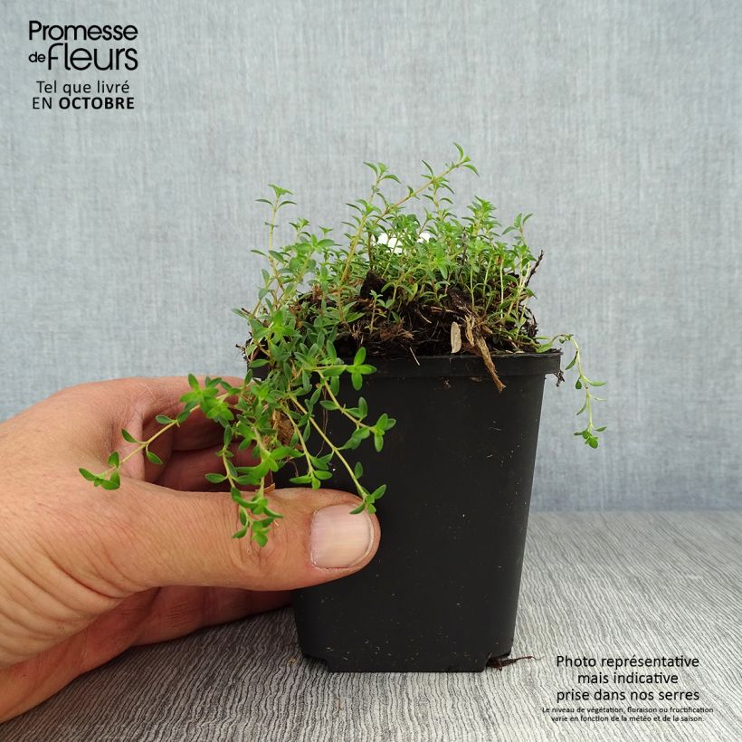 Esemplare di Thymus praecox Purple Beauty - Timo precoce Vasetto da 8/9 cm come consegnato in autunno